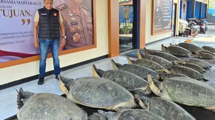 Polda Bali Gagalkan Penyelundupan 22 Penyu Hijau, Perkuat Perlindungan Satwa Laut Dilindungi